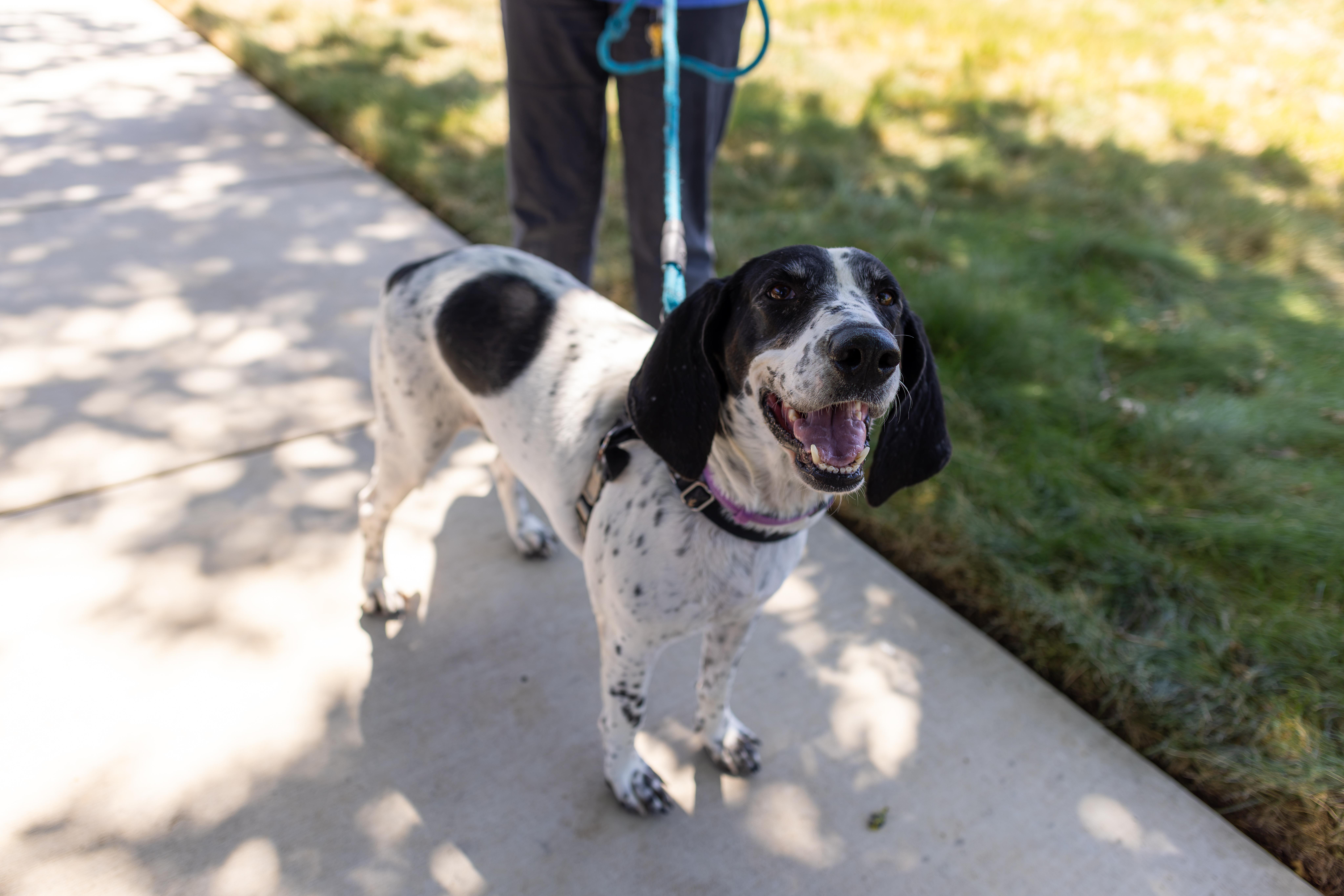Enlarge Bella, a Adoptable mixed breed in Chico, CA image 6/6