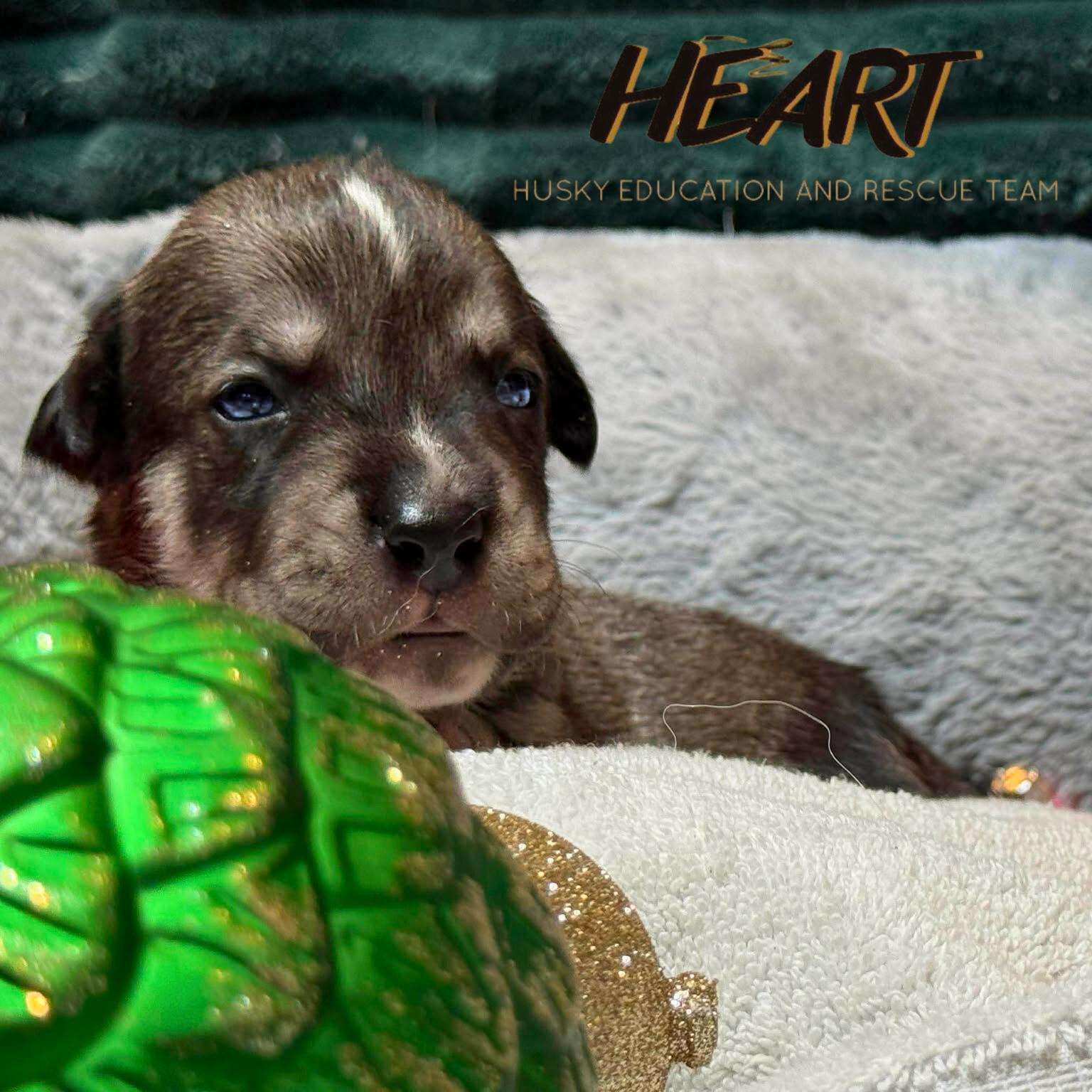 Scrappy, Adoptable, Puppy Male Siberian Husky.