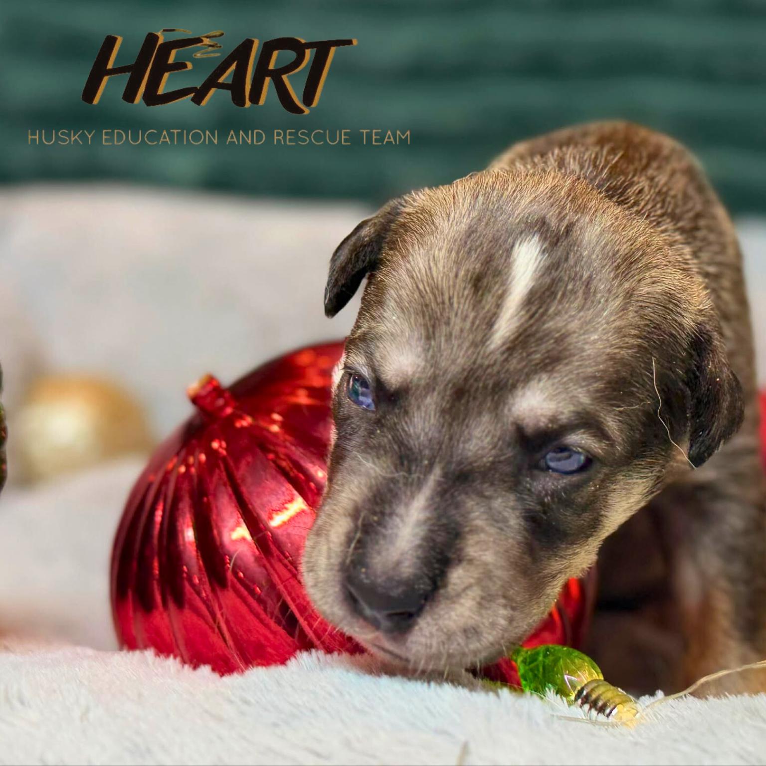 Scrappy, Adoptable, Puppy Male Siberian Husky.