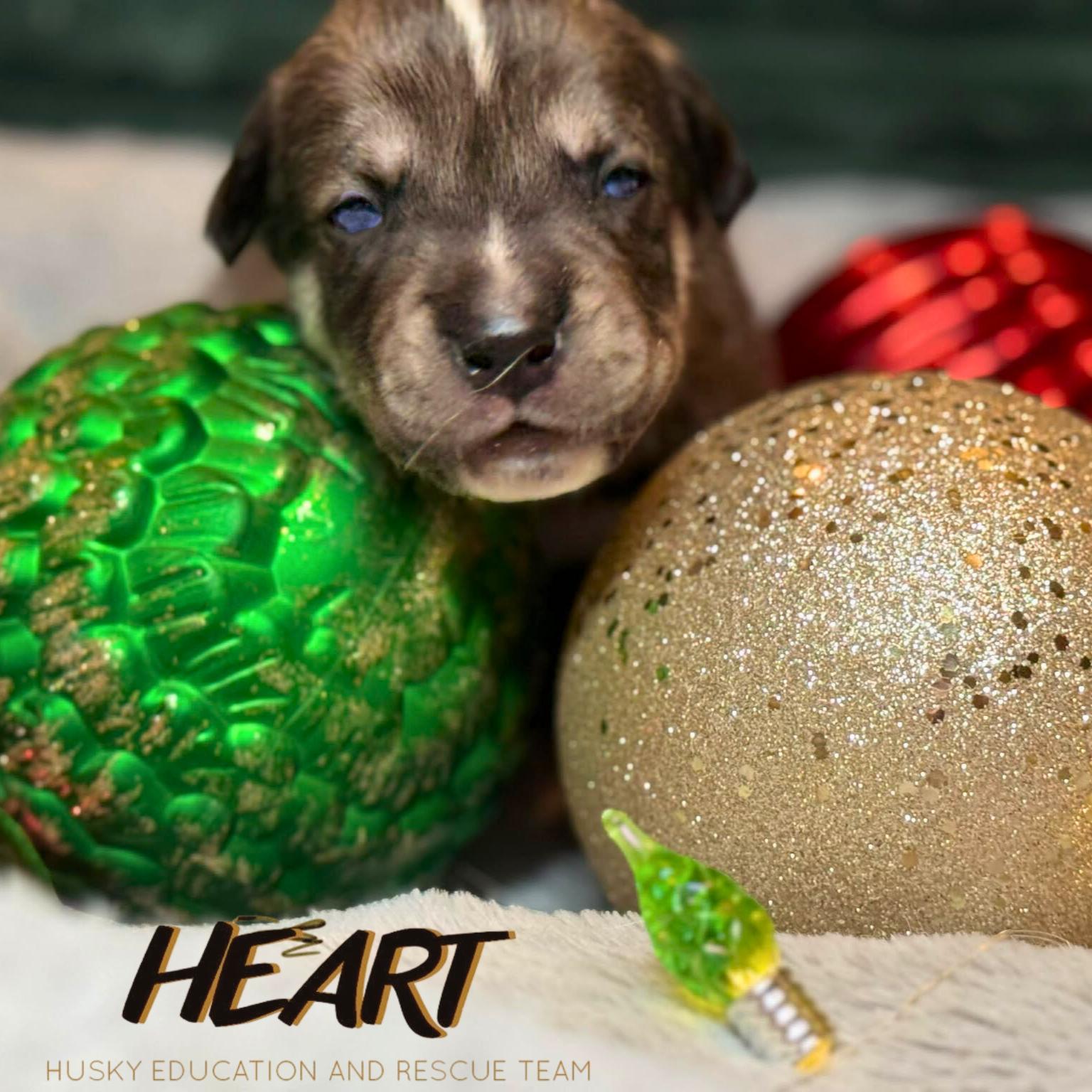Scrappy, a Adoptable Siberian Husky in Millersville, MD image 3/3