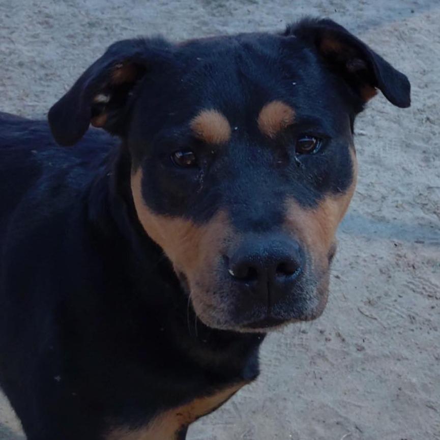 STASSIE  Available NOW - ADOPTION or RESCUE!, Adoptable, Adult Female Mixed Breed.