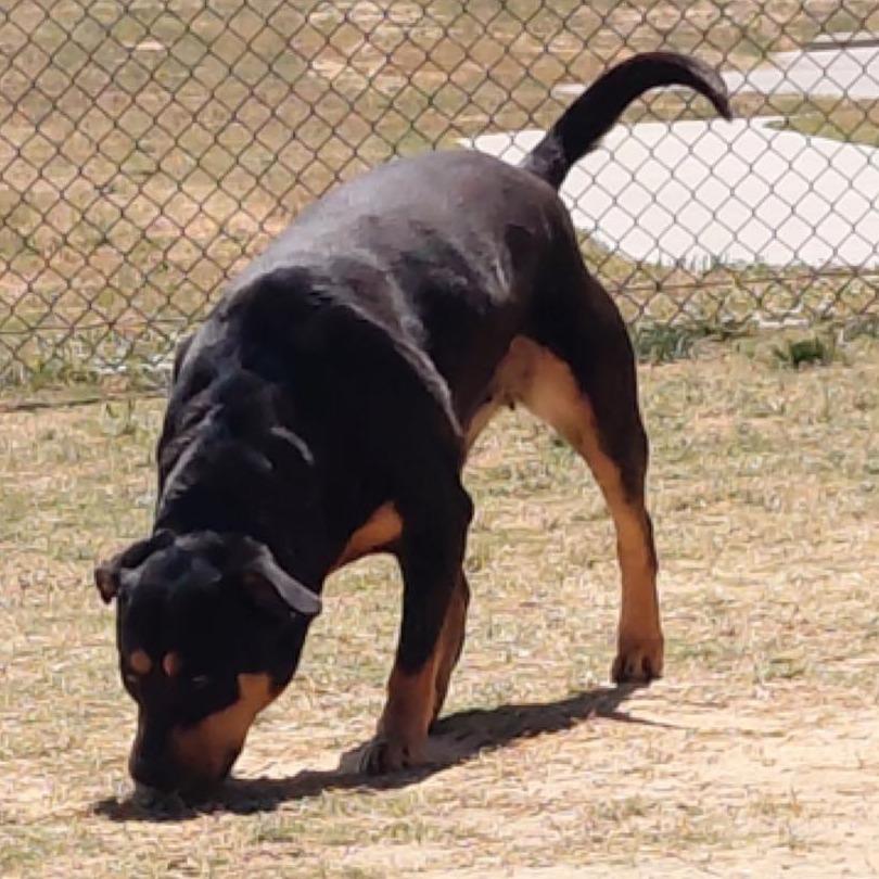 Enlarge STASSIE  Available NOW - ADOPTION or RESCUE!, a Adoptable Mixed Breed in Nashville, NC image 2/2