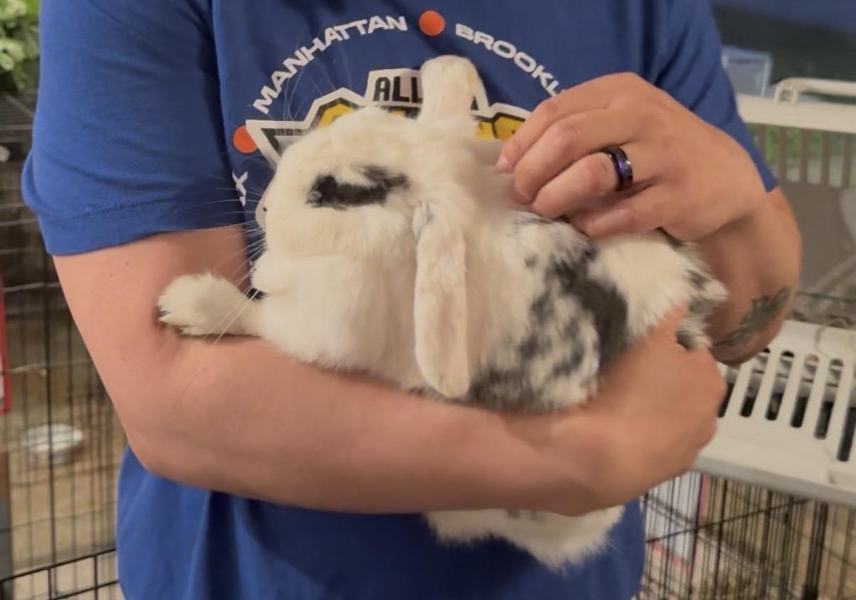 Holly, adopted, Adult Female Holland Lop.