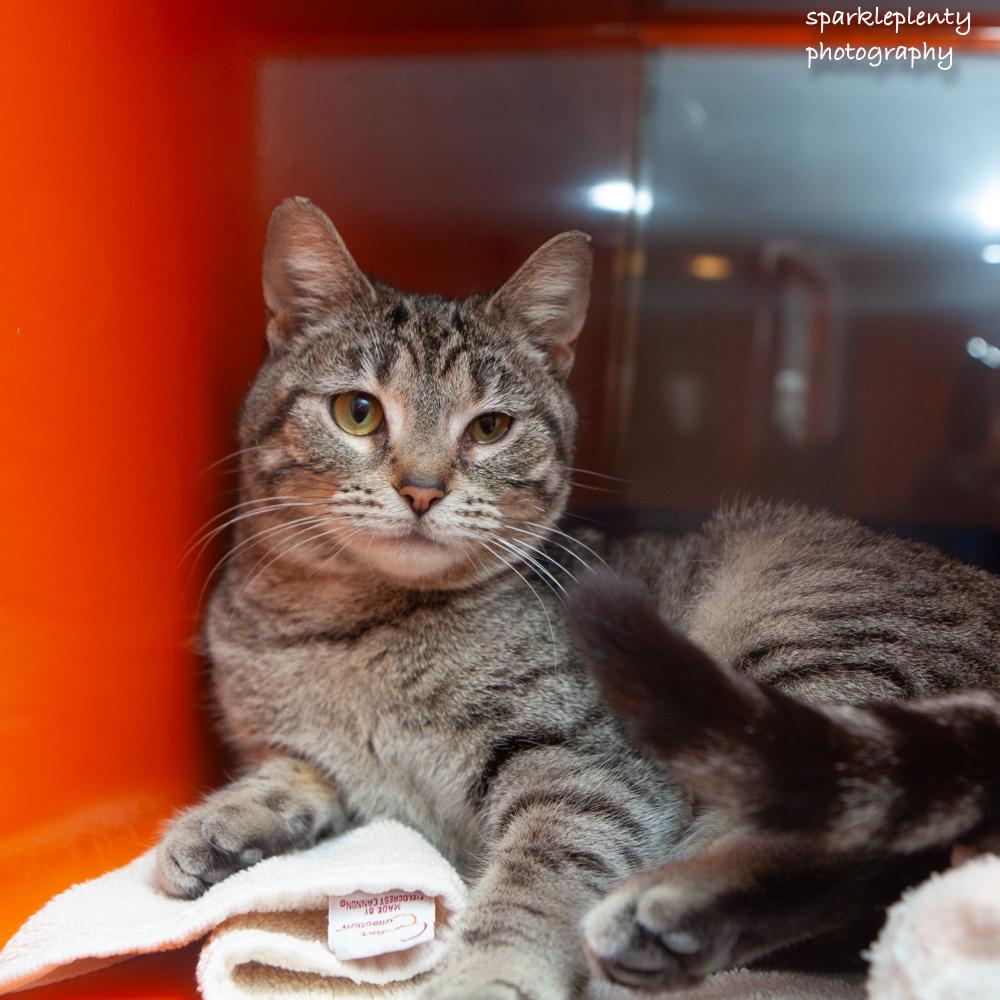 Barb Azure, adoptable, Young Female Domestic Short Hair.