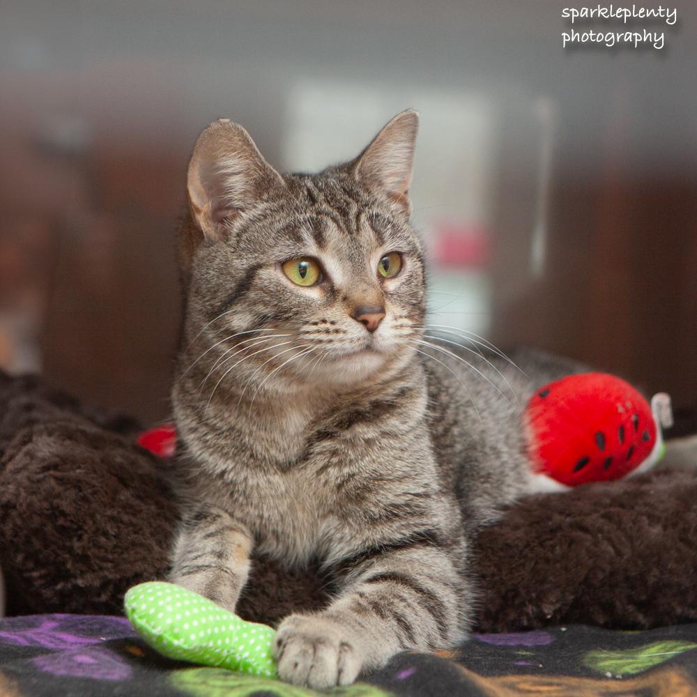 Barb Azure, an adoptable Domestic Short Hair in Ridgefield, CT image 4/5