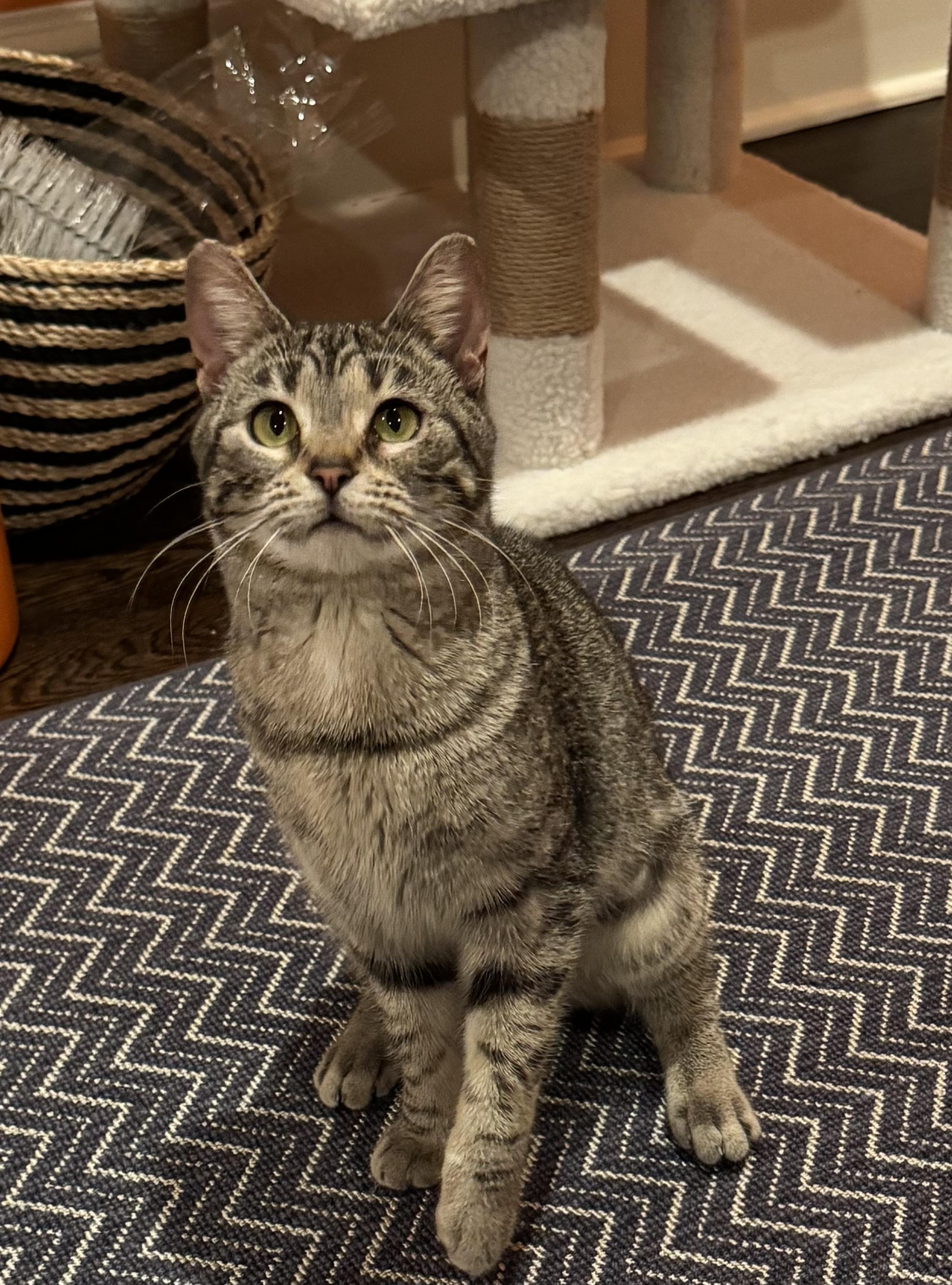 Barb Azure, an adoptable Domestic Short Hair in Ridgefield, CT image 5/5