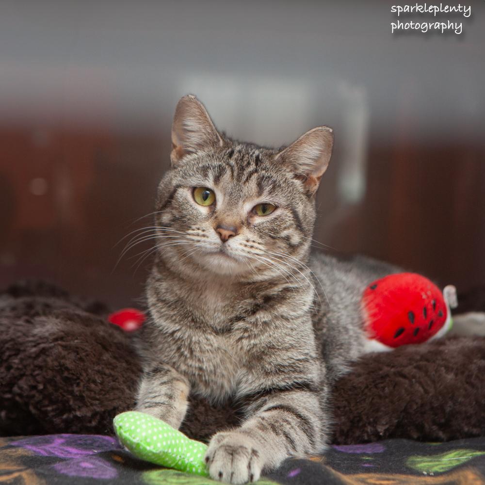 Barb Azure, an adoptable Domestic Short Hair in Ridgefield, CT image 3/5