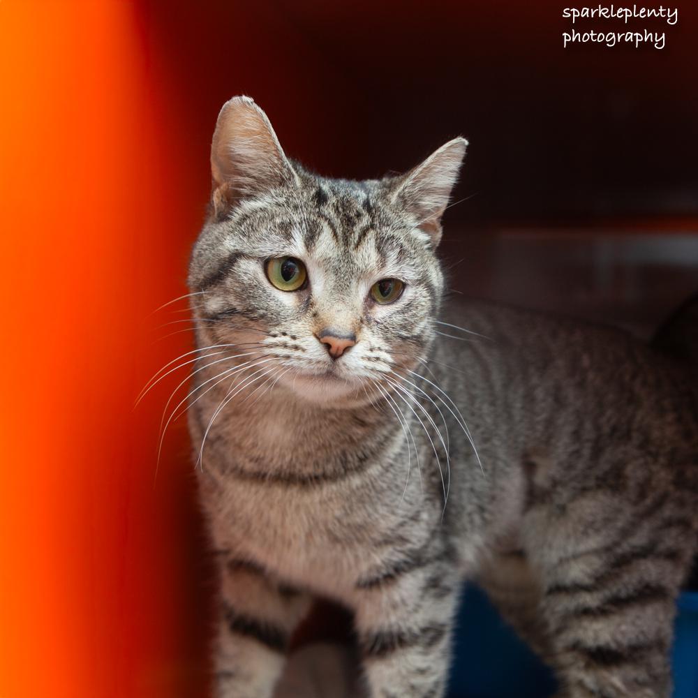 Barb Azure, an adoptable Domestic Short Hair in Ridgefield, CT image 2/5