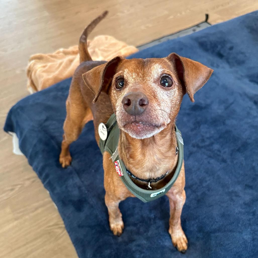 Carter 12742, Adoptable, Senior Male Miniature Pinscher.