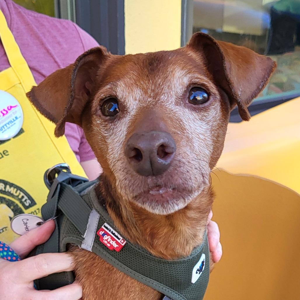 Enlarge Carter 12742, a Adoptable Miniature Pinscher in San Francisco, CA image 2/6