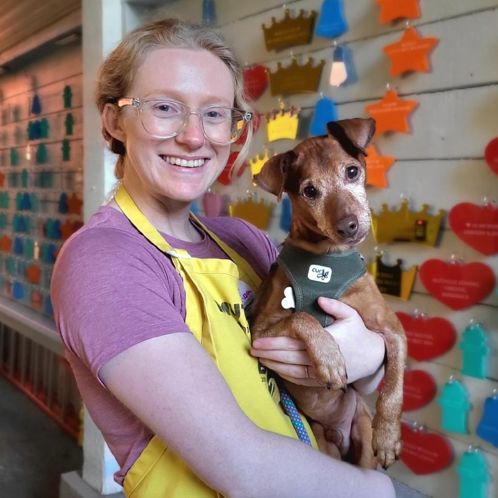 Enlarge Carter 12742, a Adoptable Miniature Pinscher in San Francisco, CA image 3/6