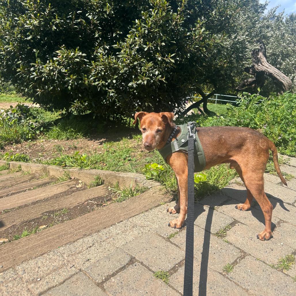 Enlarge Carter 12742, a Adoptable Miniature Pinscher in San Francisco, CA image 4/6