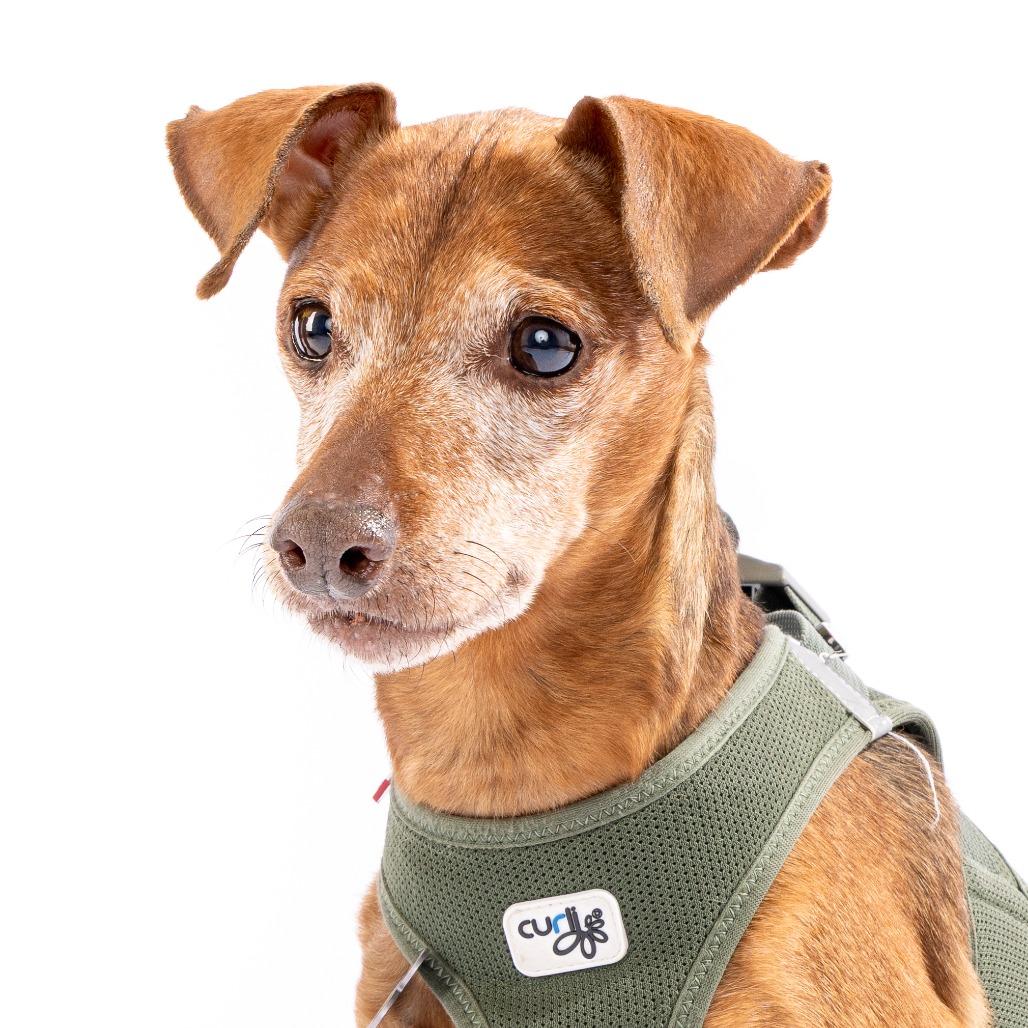 Enlarge Carter 12742, a Adoptable Miniature Pinscher in San Francisco, CA image 5/6