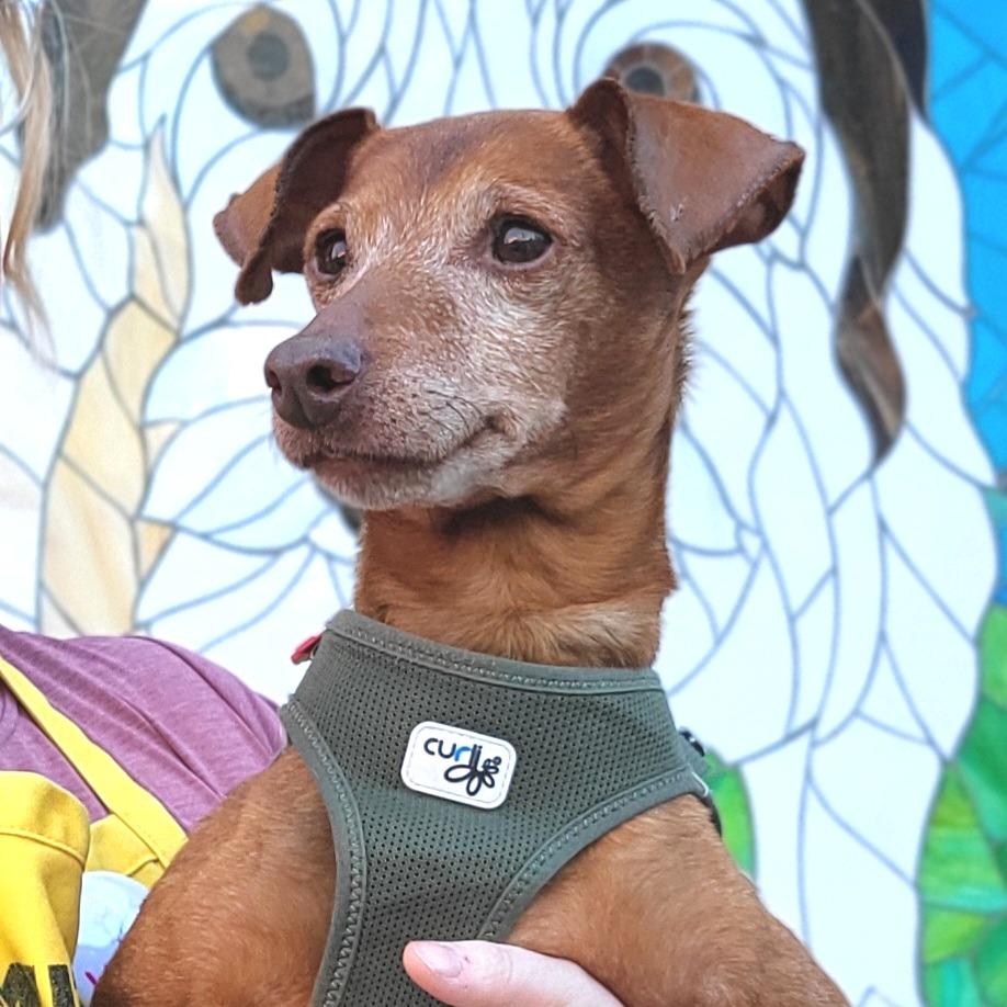 Enlarge Carter 12742, a Adoptable Miniature Pinscher in San Francisco, CA image 6/6
