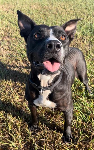 Enlarge LOVEBUG, a Adoptable Staffordshire Bull Terrier in Rosenberg, TX image 1/1