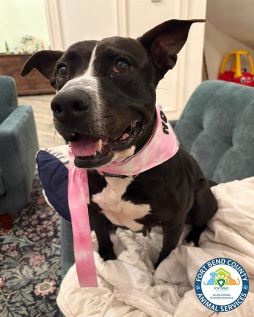 LOVEBUG, Adoptable, Adult Female Staffordshire Bull Terrier.