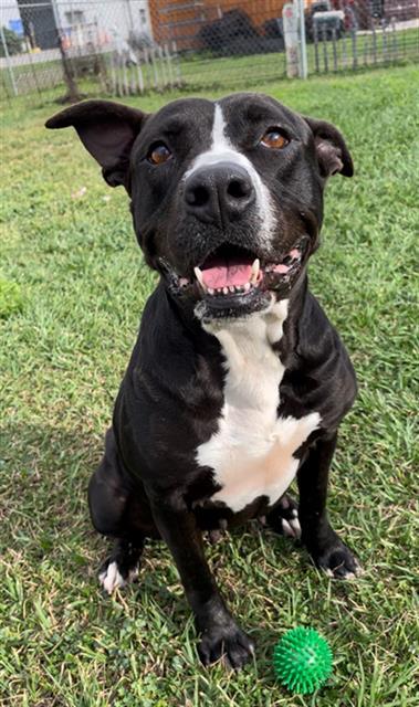 Enlarge LOVEBUG, a Adoptable Staffordshire Bull Terrier in Rosenberg, TX image 1/1