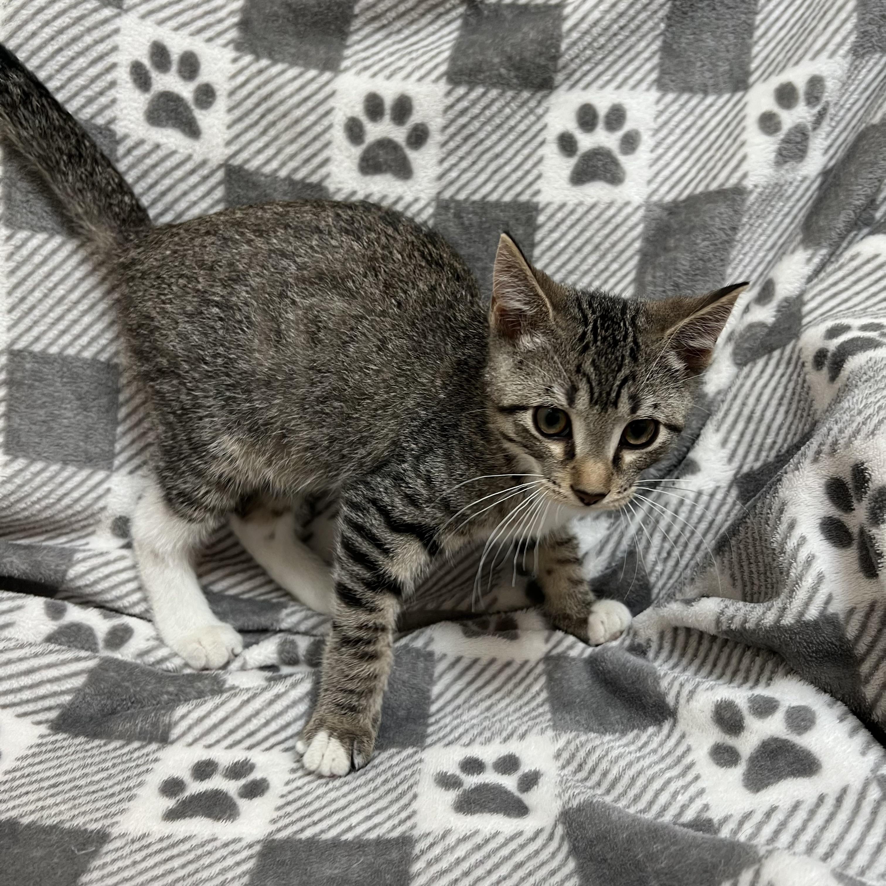 Cadbury