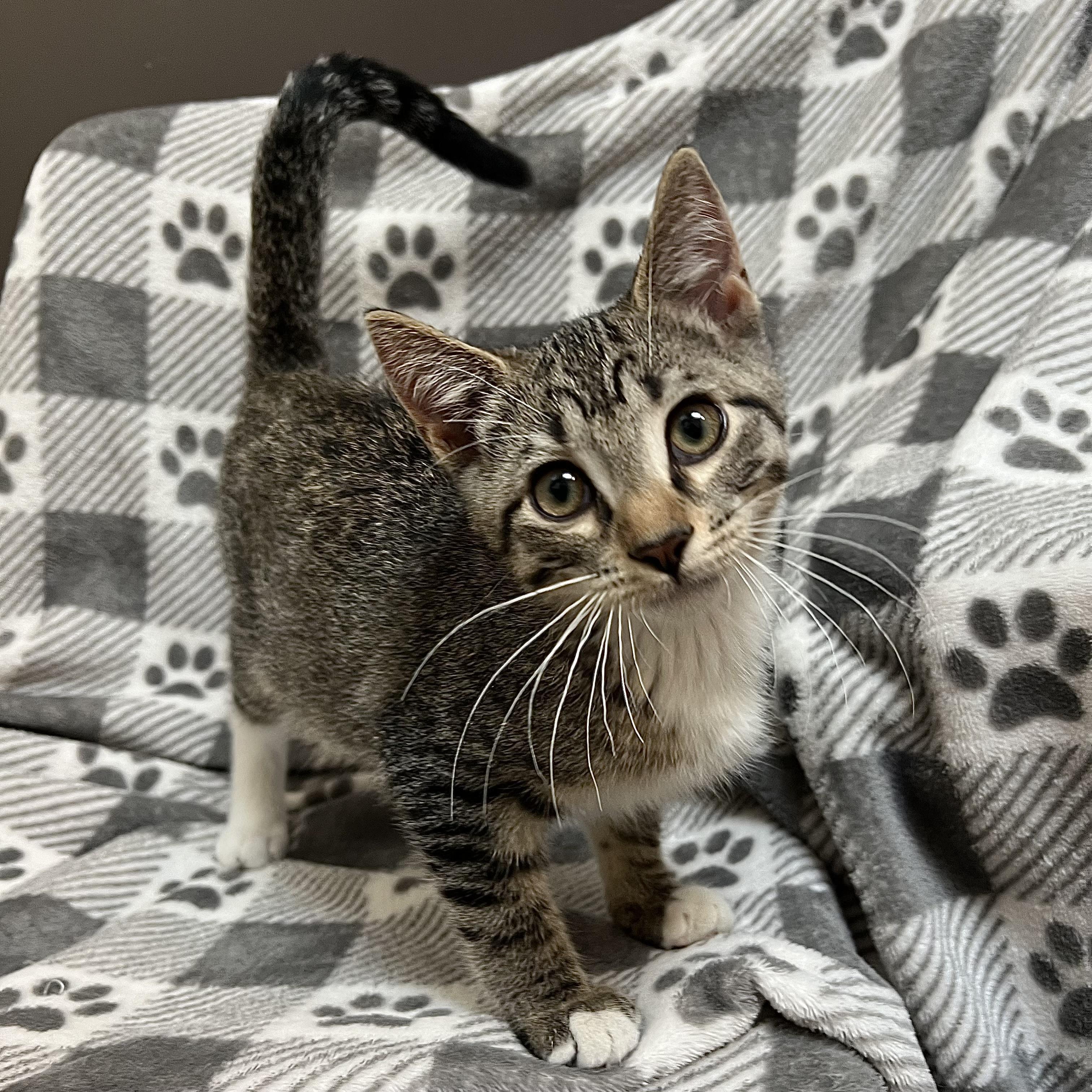 Cadbury