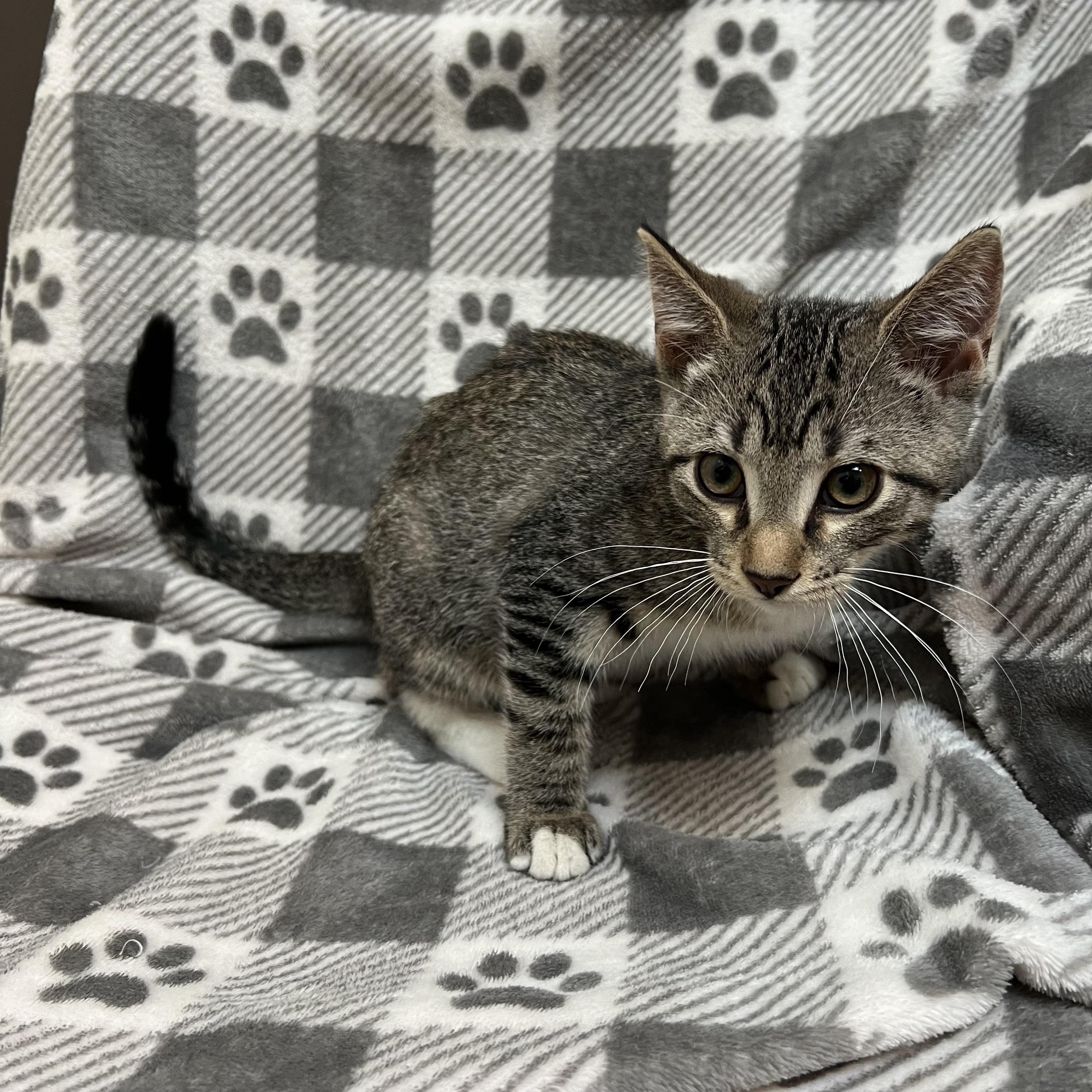 Cadbury