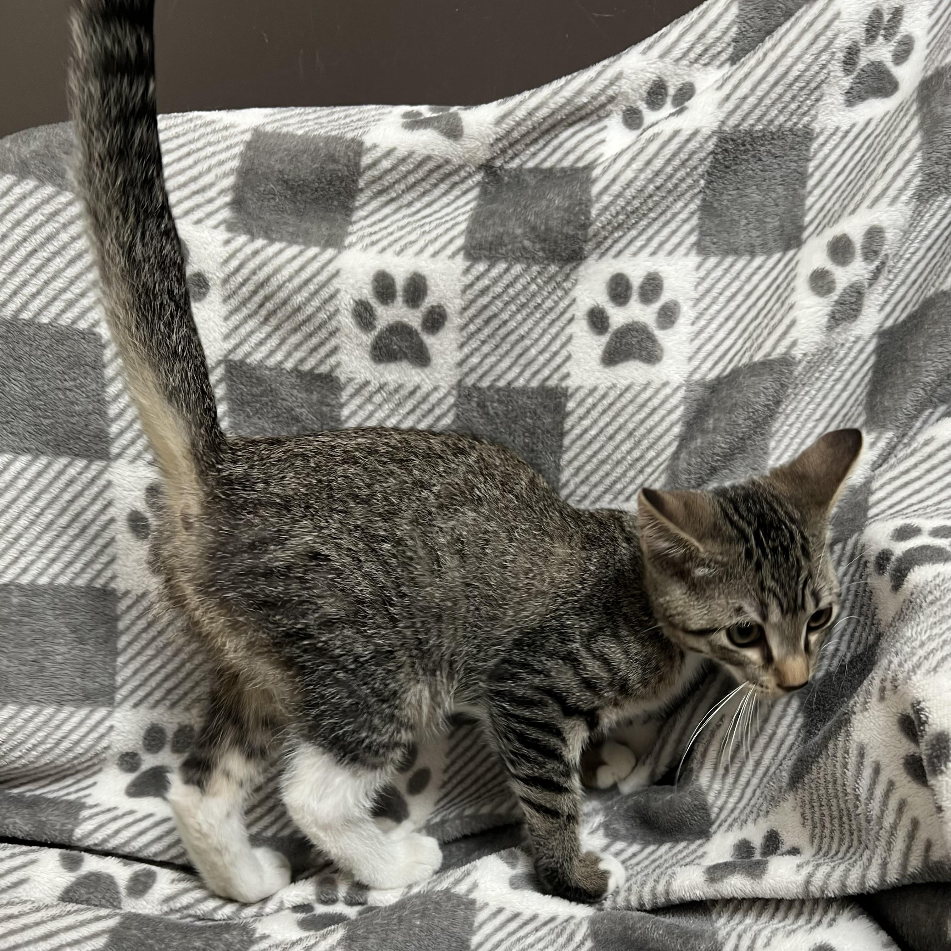 Cadbury