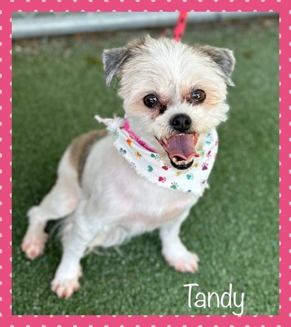 TANDY see also PORSHA