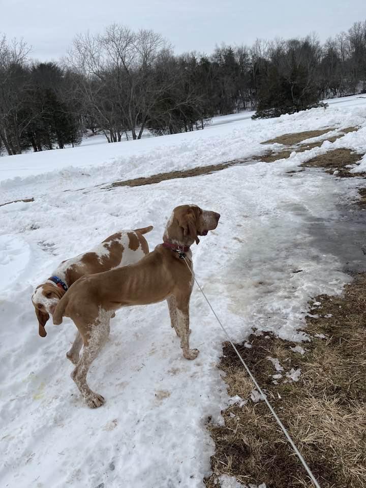Enlarge Romeo - NJ , a ADOPTABLE Bracco Italiano in Whitehouse Station, NJ image 1/1