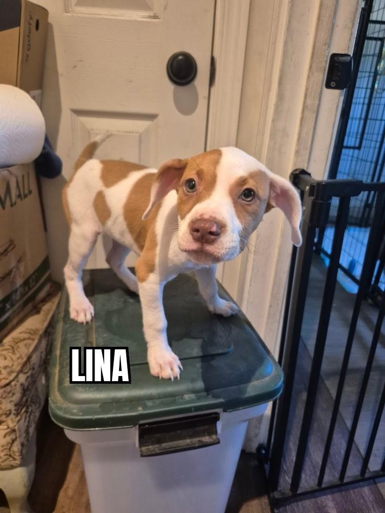 Enlarge Lina, a ADOPTABLE mixed breed in Olympia, WA image 1/1