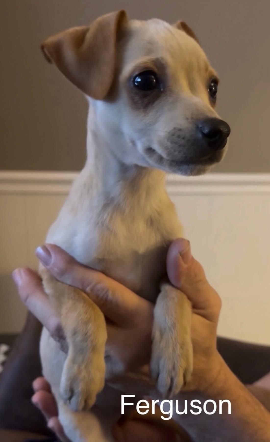 Ferguson, adopted, Puppy Male Chihuahua.