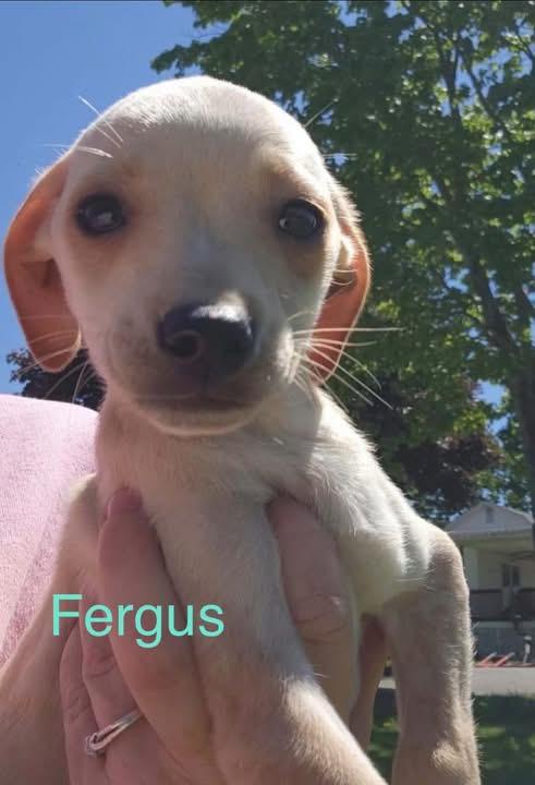 Enlarge Ferguson, an adopted mixed breed in Woodbury, NJ image 2/3