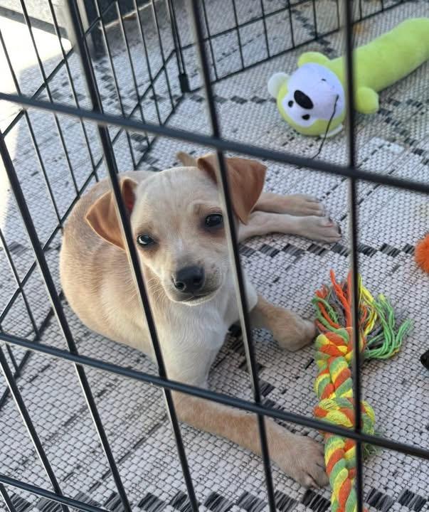 Enlarge Ferguson, an adopted mixed breed in Woodbury, NJ image 3/3