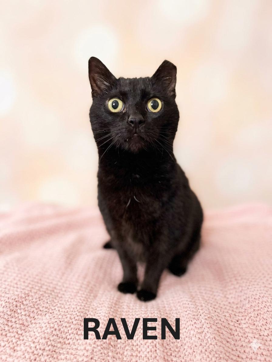 Enlarge RAVEN, a ADOPTABLE Domestic Short Hair in Harrodsburg, KY image 1/1