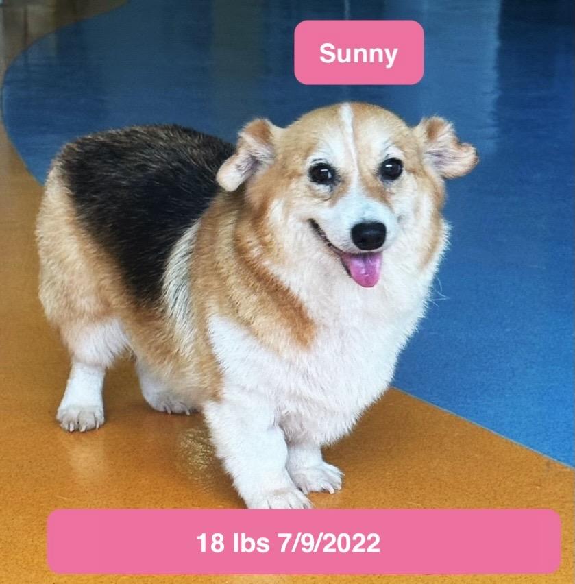 Sunny, a ADOPTABLE Pembroke Welsh Corgi in West Hollywood, CA image 3/6
