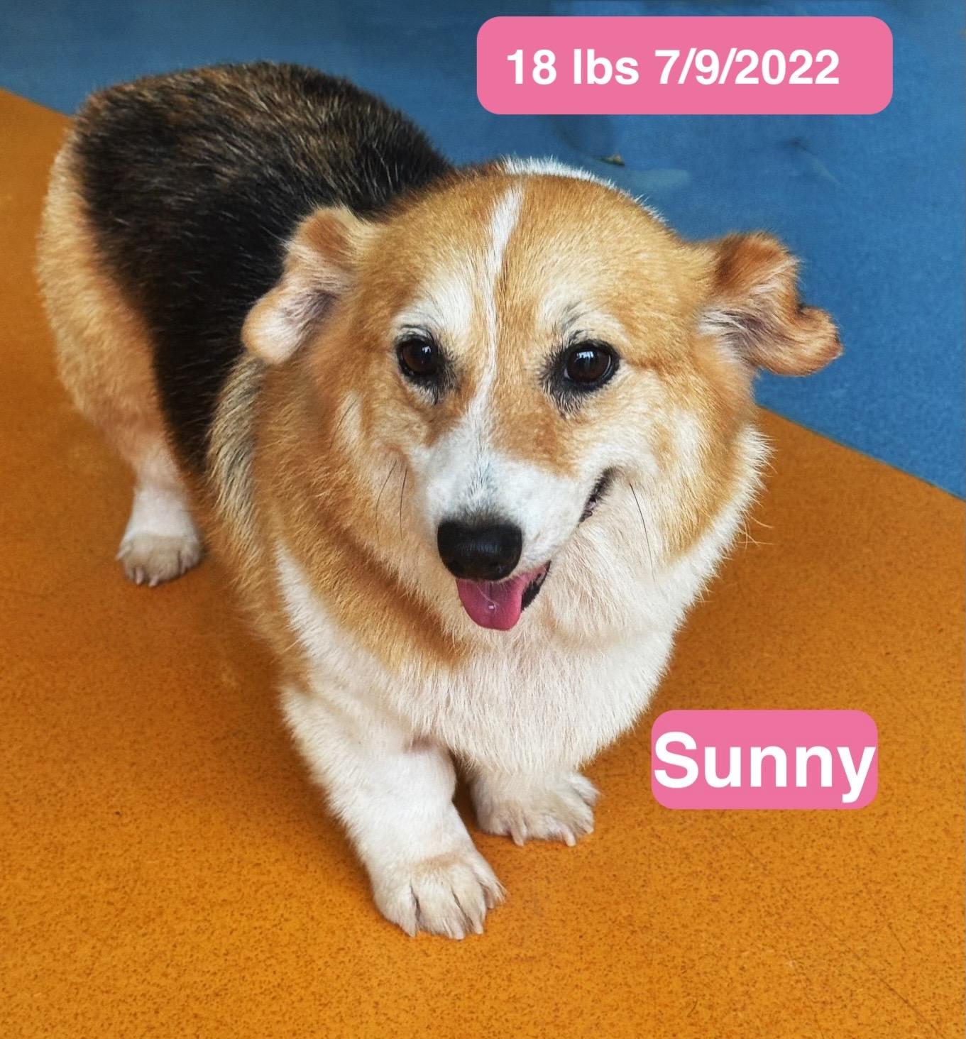 Sunny, ADOPTABLE, Young Male Pembroke Welsh Corgi.