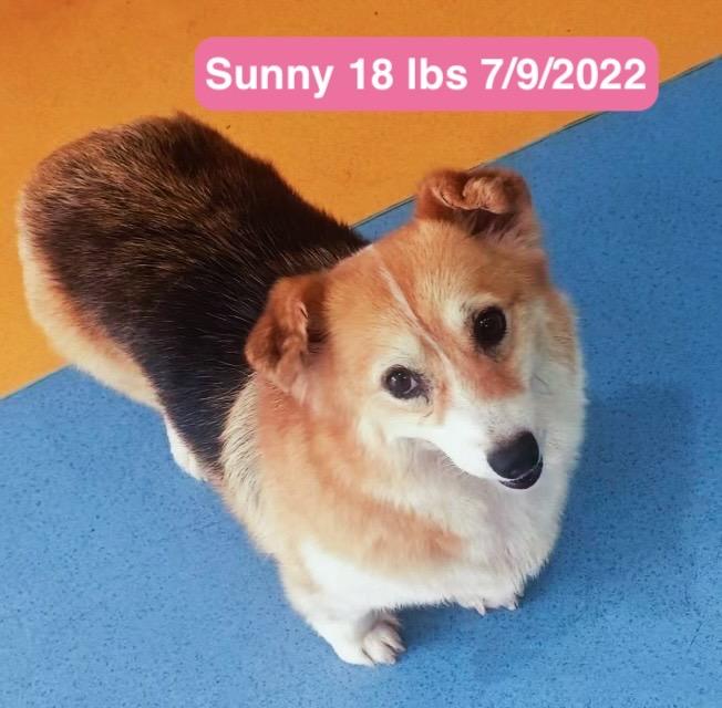 Sunny, a ADOPTABLE Pembroke Welsh Corgi in West Hollywood, CA image 4/6