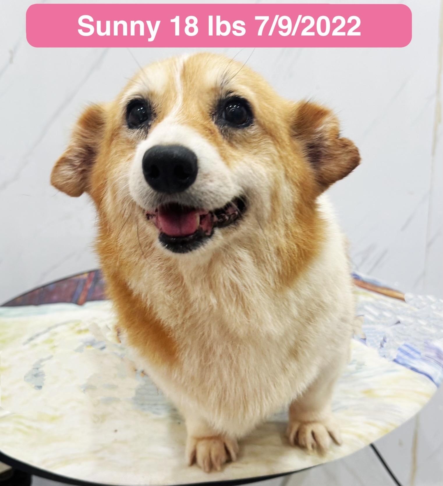 Sunny, a ADOPTABLE Pembroke Welsh Corgi in West Hollywood, CA image 5/6
