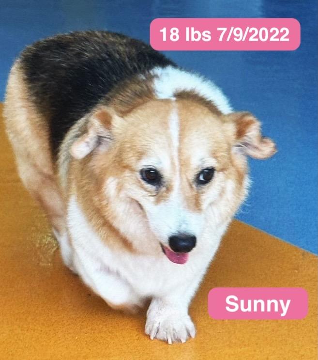 Sunny, a ADOPTABLE Pembroke Welsh Corgi in West Hollywood, CA image 2/6