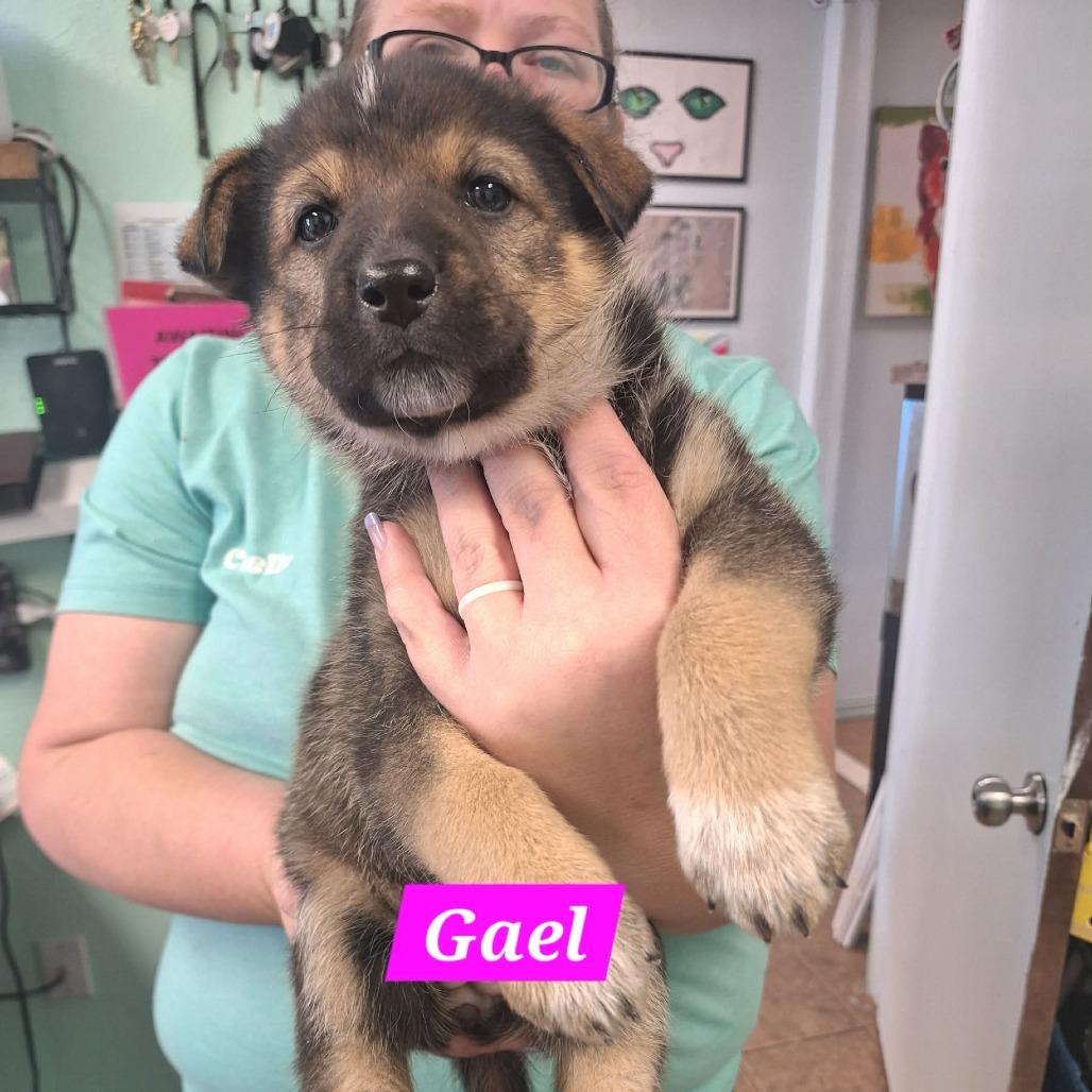 Gael, Adoptable, Puppy Female German Shepherd Dog.
