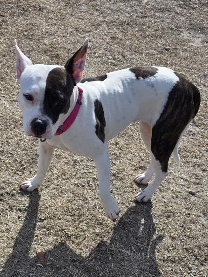 Enlarge June(HW+) (@ Foster Home), a Adoptable mixed breed in Conway, SC image 1/3