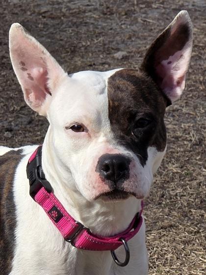 Enlarge June(HW+) (@ Foster Home), a Adoptable mixed breed in Conway, SC image 2/3