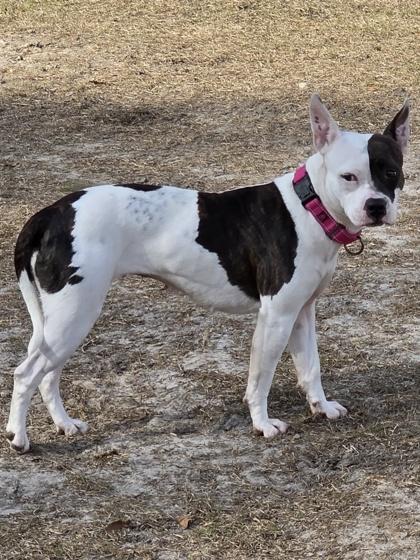Enlarge June(HW+) (@ Foster Home), a Adoptable mixed breed in Conway, SC image 3/3