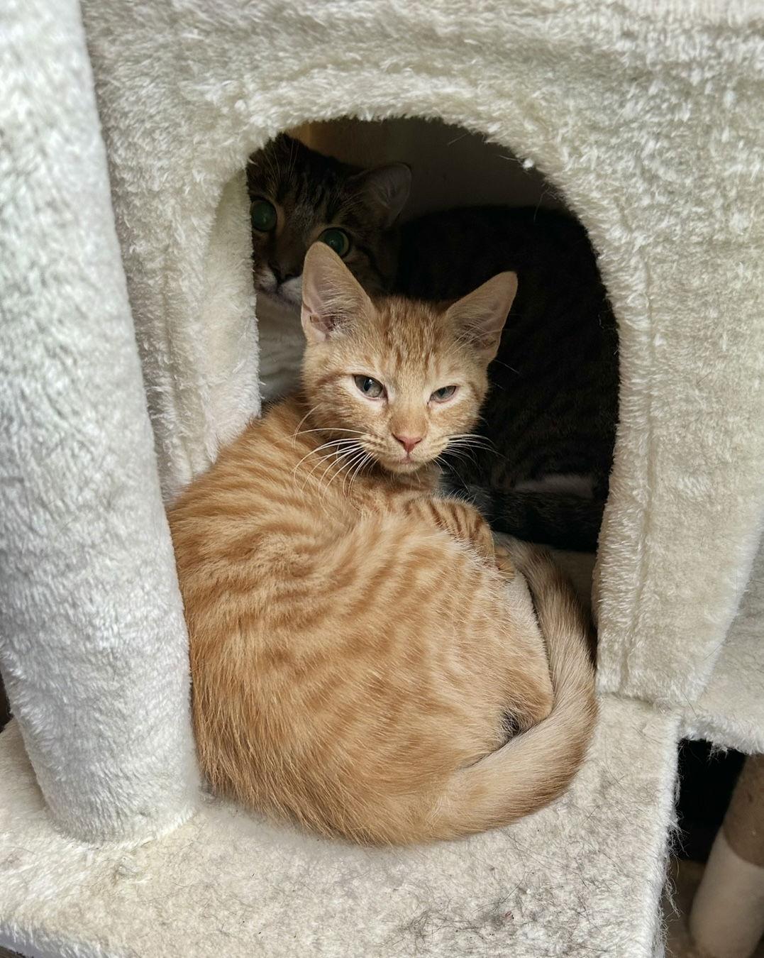 Butterscotch, Adoptable, Young Male Domestic Short Hair.