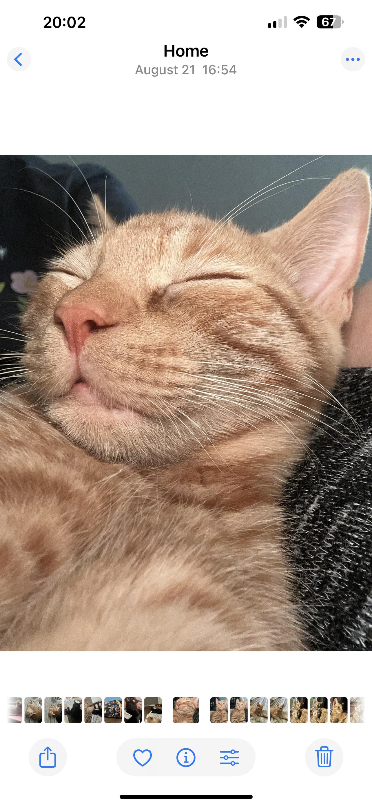 Enlarge Butterscotch, a Adopted Domestic Short Hair in Pittsboro, NC image 3/3