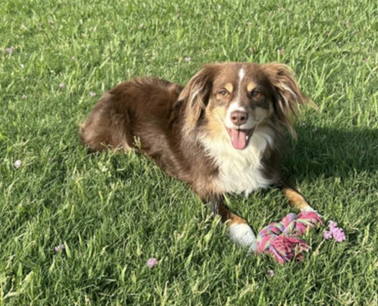 Enlarge Tiger, a Adoptable Australian Shepherd in Arlington, TX image 1/3