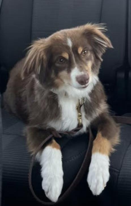 Enlarge Tiger, a Adoptable Australian Shepherd in Arlington, TX image 3/3