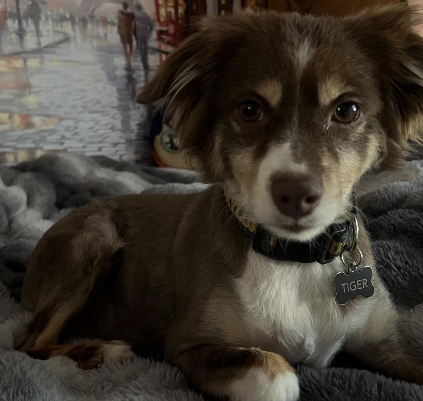 Tiger, a Adoptable Australian Shepherd in Arlington, TX image 3/3