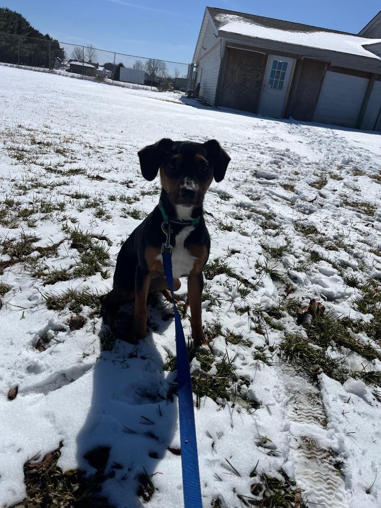 Enlarge Blossom, a Adopted mixed breed in Barron, WI image 1/3