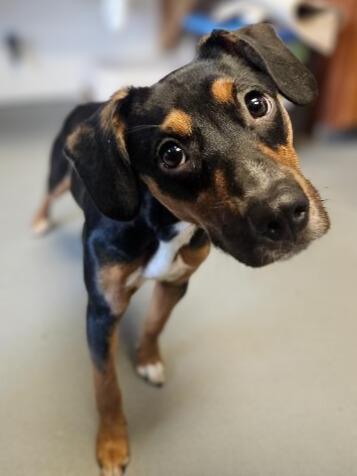Blossom, Adoptable, Puppy Female Terrier & Beagle.