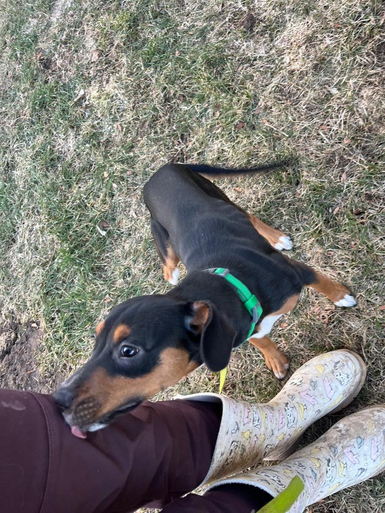 Enlarge Blossom, a Adopted mixed breed in Barron, WI image 3/3