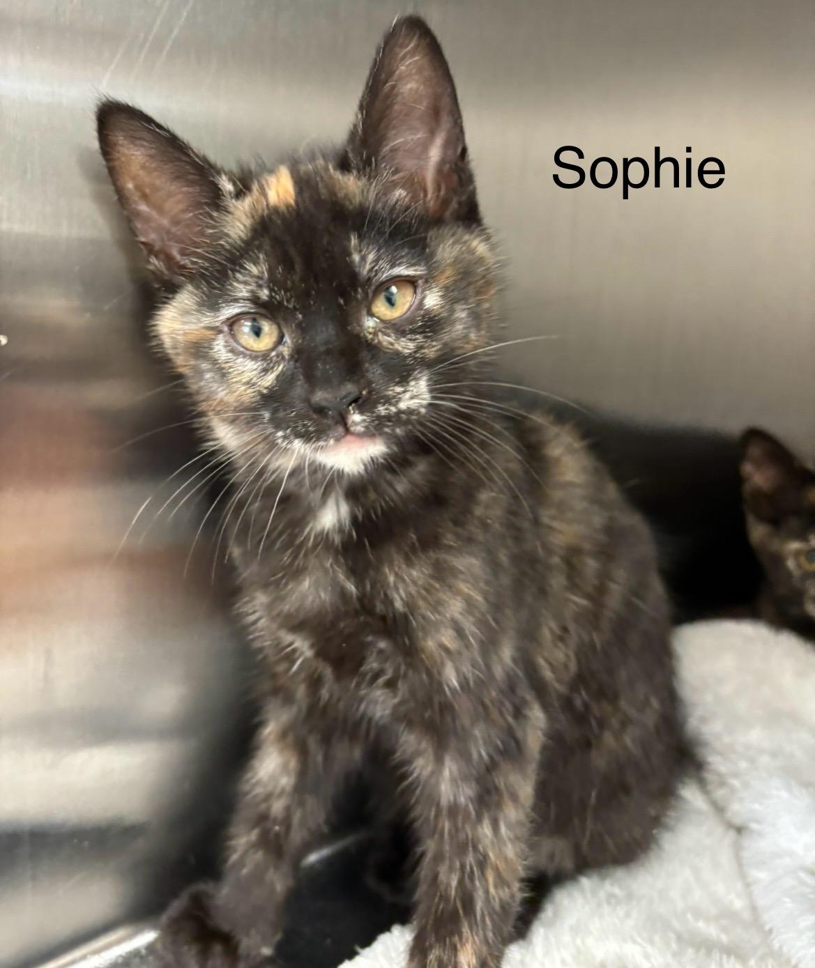 Sophie